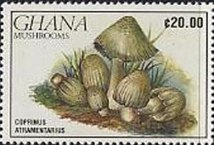 Colnect-2368-259-Coprinus-Atramentarius.jpg