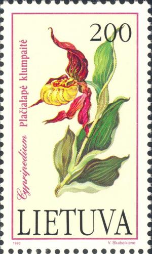 Colnect-2731-917-Cypripedium-calceolus.jpg