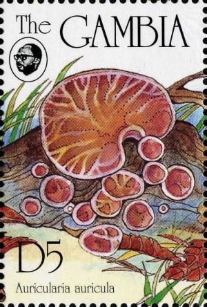 Colnect-3061-969-Auricularia-auricula.jpg