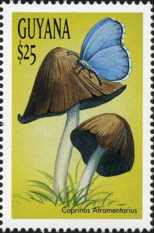 Colnect-3117-557-Coprinus-atramentarius.jpg