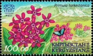 Colnect-3495-041-Turkestan-Primula-Primula-turkestanica.jpg