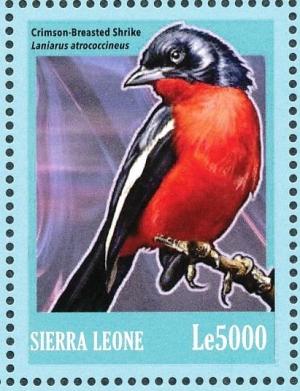 Colnect-3561-512-Crimson-breasted-Shrike%C2%A0%C2%A0%C2%A0%C2%A0Laniarius-atrococcineus.jpg