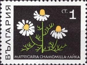 Colnect-3669-612-Matricaria-chamomilla.jpg