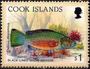 Colnect-4154-782-Black-Lined-Maori-Wrasse-Cheilinus-diagrammus.jpg