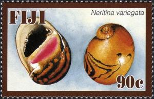 Colnect-746-676-Batik-Nerite-Neritina-variegata.jpg