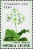 Colnect-4207-962-German-Primrose-Primula-obconica.jpg