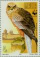 Colnect-131-064-Marsh-Harrier-Circus-aeroginosus.jpg