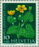 Colnect-140-108-Marsh-Marigold-Caltha-palustris.jpg