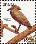 Colnect-1459-815-Hamerkop-Scopus-umbretta.jpg