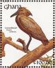 Colnect-1459-815-Hamerkop-Scopus-umbretta.jpg