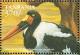 Colnect-3746-348-Saddle-billed-Stork-Ephippiorhynchus-senegalensis.jpg