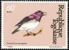 Colnect-1507-120-Violet-backed-Starling-Cinnyricinclus-leucogaster.jpg