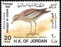 Colnect-1646-647-Eurasian-Stone-Curlew-Burhinus-oedicnemus-saharae.jpg