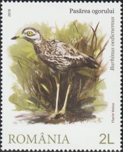 Colnect-6000-883-Stone-Curlew-Burhinus-oedicnemus.jpg