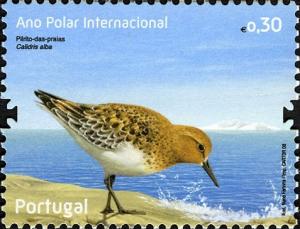 Colnect-586-313-Sanderling-Calidris-alba.jpg