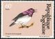 Colnect-1507-120-Violet-backed-Starling-Cinnyricinclus-leucogaster.jpg