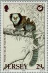 Colnect-127-248-White-headed-Marmoset-Callithrix-geoffroyii-.jpg