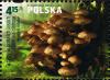 Colnect-2899-448-Armillaria-ostoyae.jpg