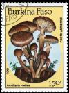 Colnect-3495-651-Armillaria-mellea.jpg