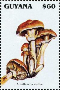 Colnect-3093-100-Armillaria-mellea.jpg