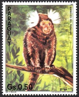 Colnect-1077-225-Common-Marmoset-Callithrix-jacchus.jpg