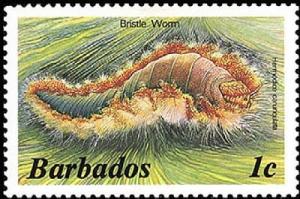 Colnect-1497-056-Bristle-Worm-Hermodice-carunculata-.jpg