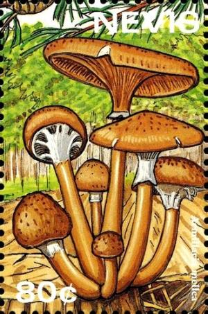 Colnect-2051-506-Armillaria-mellea.jpg