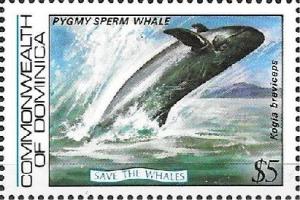 Colnect-3182-388-Pygmy-Sperm-Whale-Kogia-breviceps.jpg