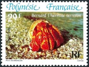 Colnect-3225-151-Strawberry-Hermit-Crab-Coenobita-perlatus.jpg