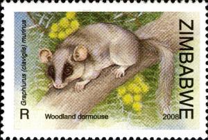 Colnect-554-148-Woodland-Dormouse-Graphiurus-murinus.jpg