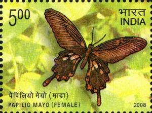 Colnect-6210-143-Andaman-Mormon-Papilio-mayo---Female.jpg