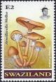 Colnect-4441-960-Armillaria-mellea.jpg