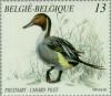 Colnect-186-462-Northern-Pintail-Anas-acuta.jpg