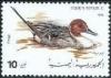 Colnect-1939-419-Northern-Pintail-Anas-acuta.jpg