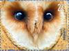 Colnect-2961-702-Western-Barn-Owl-Tyto-alba.jpg