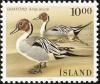 Colnect-3708-187-Northern-Pintail-Anas-acuta.jpg