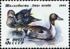 Colnect-4870-074-Northern-Pintail-Anas-acuta.jpg