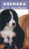 Colnect-6020-960-Bernese-mountain-dog.jpg