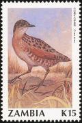 Colnect-864-854-Corncrake-Crex-crex.jpg