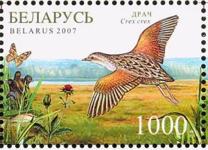 Colnect-1055-999-Corncrake-Crex-crex.jpg