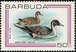 Colnect-1506-881-Northern-Pintail-Anas-acuta.jpg