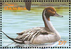 Colnect-1721-765-Northern-Pintail-Anas-acuta.jpg