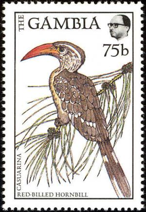 Colnect-2123-672-Red-billed-Hornbill-Tockus-erythrorhynchus.jpg