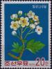 Colnect-3862-749-Hawthorn-Crataegus-monogyna.jpg