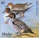 Colnect-131-475-Northern-Pintail-Anas-acuta.jpg