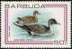 Colnect-1506-881-Northern-Pintail-Anas-acuta.jpg