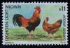 Colnect-1300-678-Leghorn-Lightbrown-Gallus-gallus-domesticus.jpg