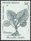 Colnect-3225-210-Dicrocephala-latifolia.jpg