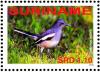 Colnect-3837-113-Oriental-Magpie-Robin%C2%A0%C2%A0%C2%A0%C2%A0Copsychus-saularis.jpg