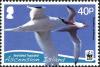 Colnect-4414-485-Red-billed-Tropicbird-Phaethon-aethereus.jpg